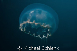 Lots of Jellyfish off SE Florida coast this day. by Michael Schlenk 